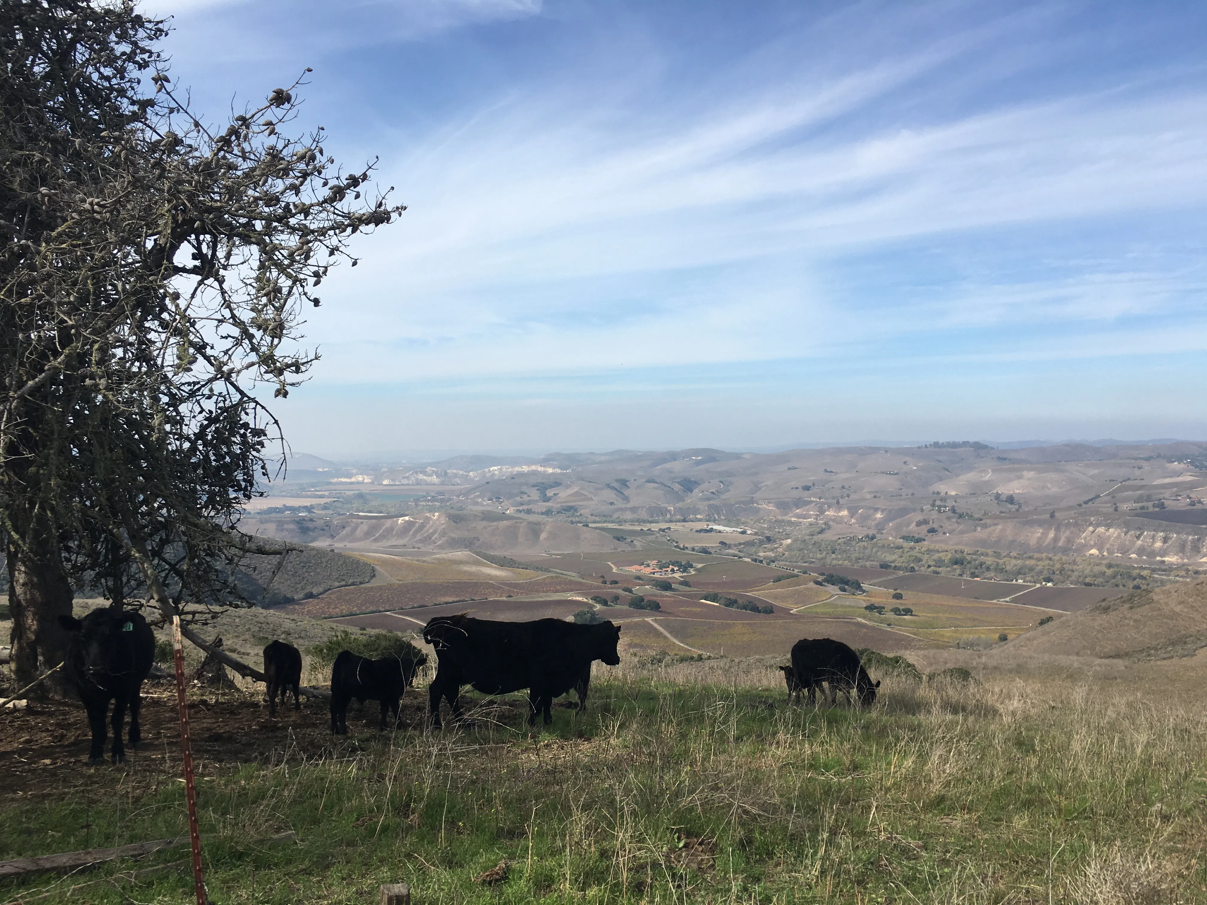 SB Cattle Co. ranch management team in Santa Barbara County