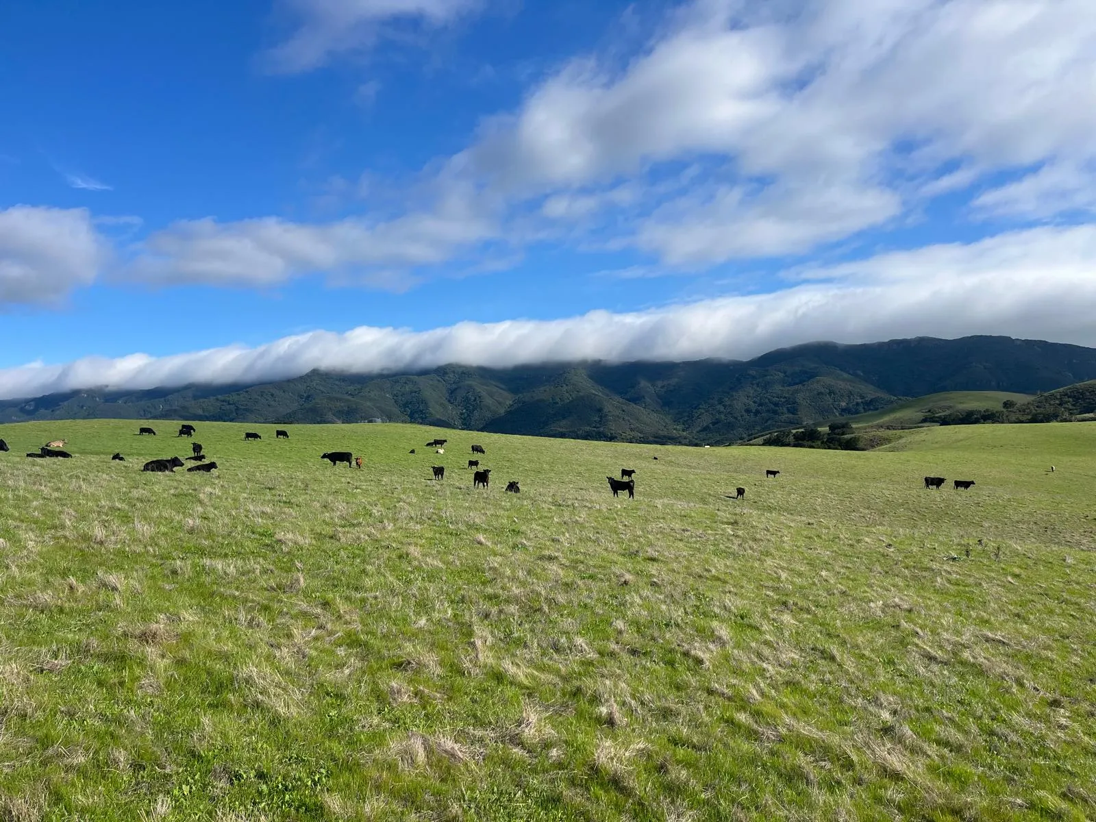 Angus cattle grazing on Santa Ynez Valley pastureland