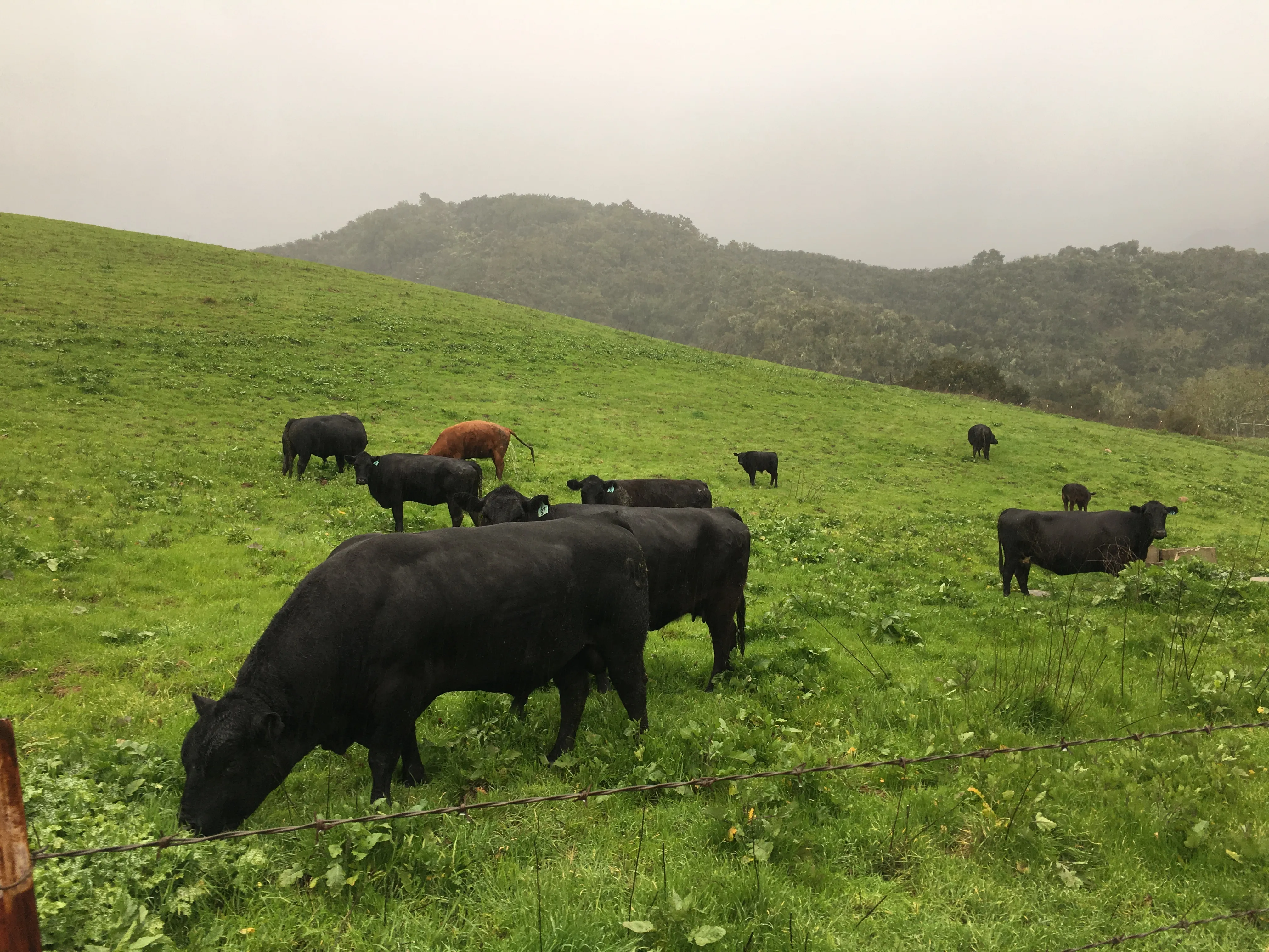Angus cattle grazing on Central Coast pasture