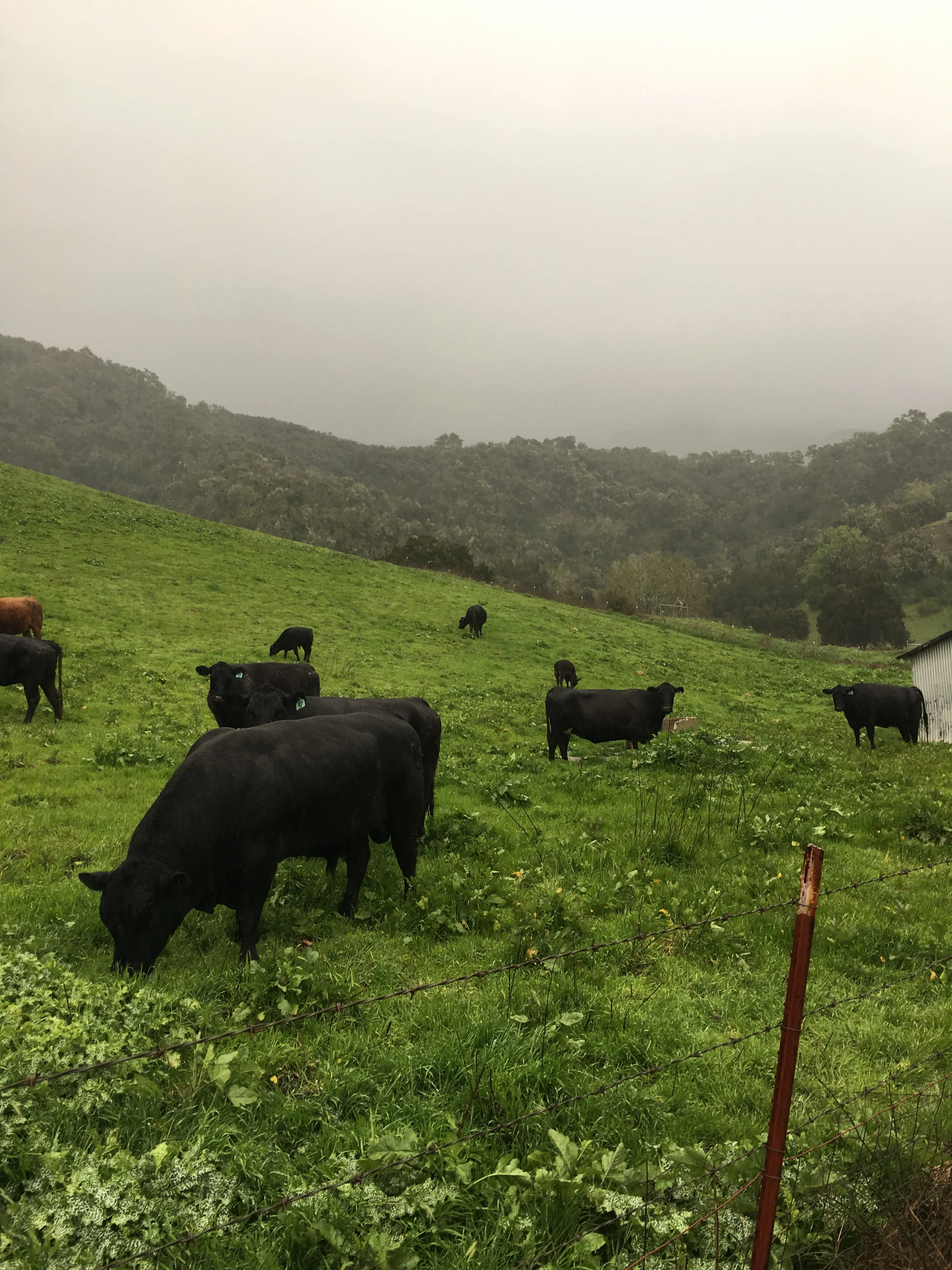Professional Angus cattle grazing on Central Coast pasture
