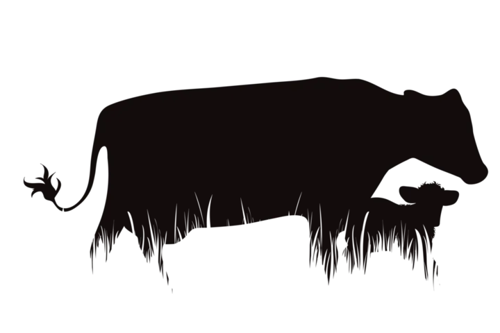 Angus cattle silhouette