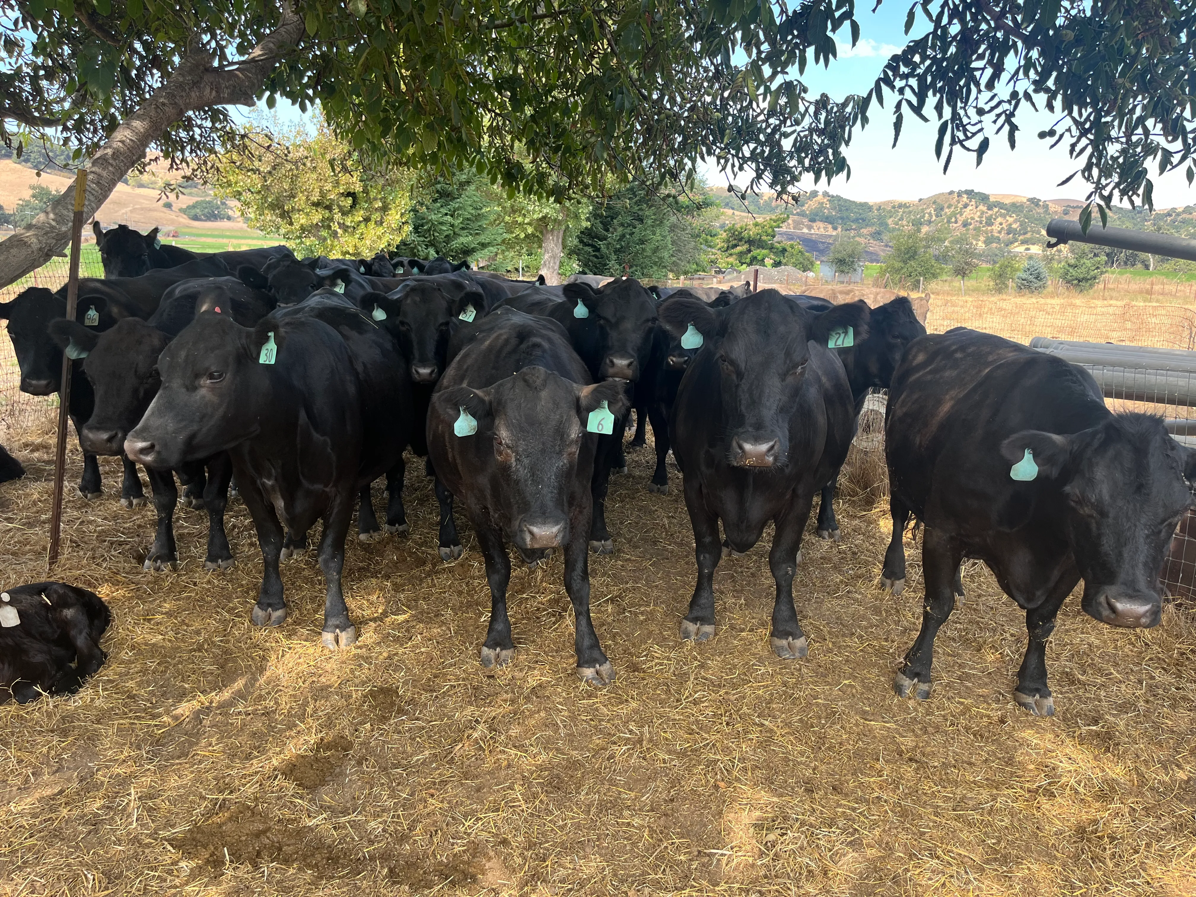 Angus cattle herd on Central Coast ranch property