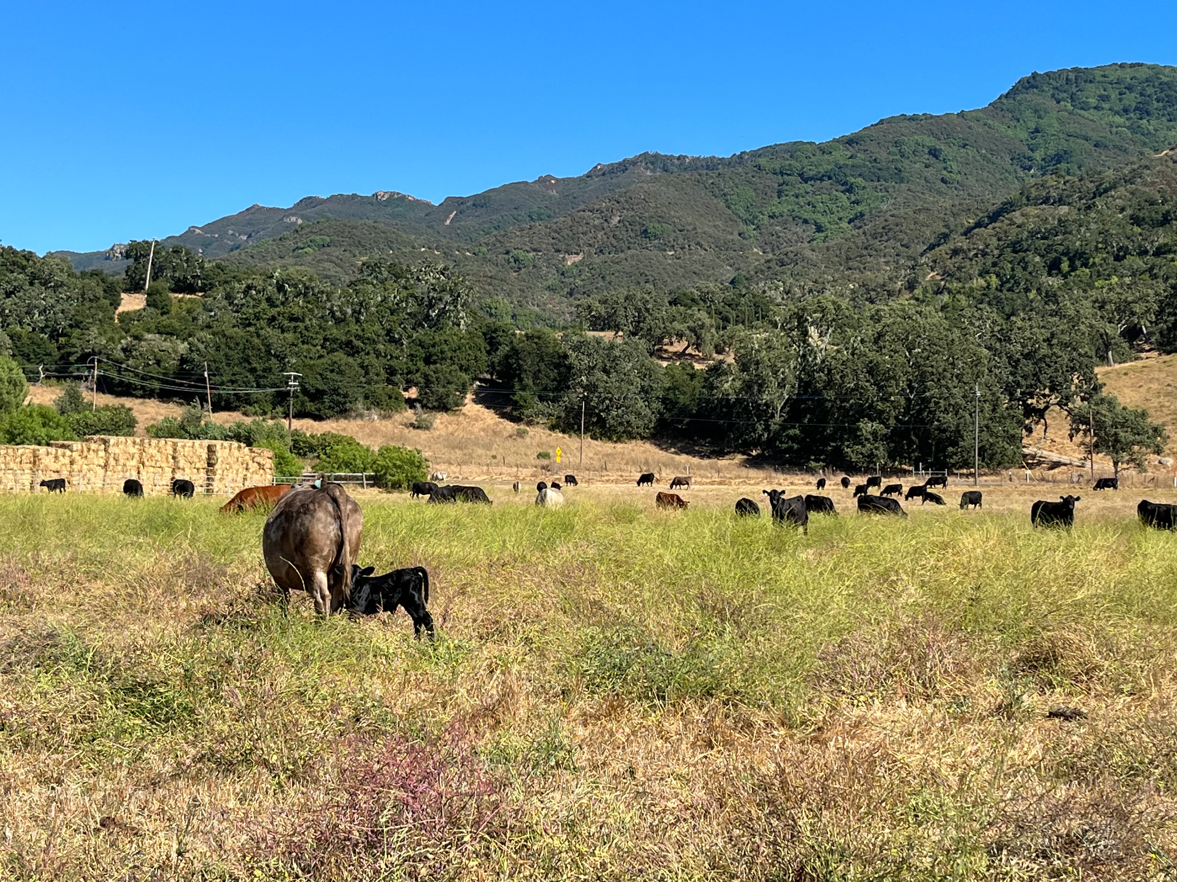 Cattle herd grazing on Santa Ynez Valley pasture