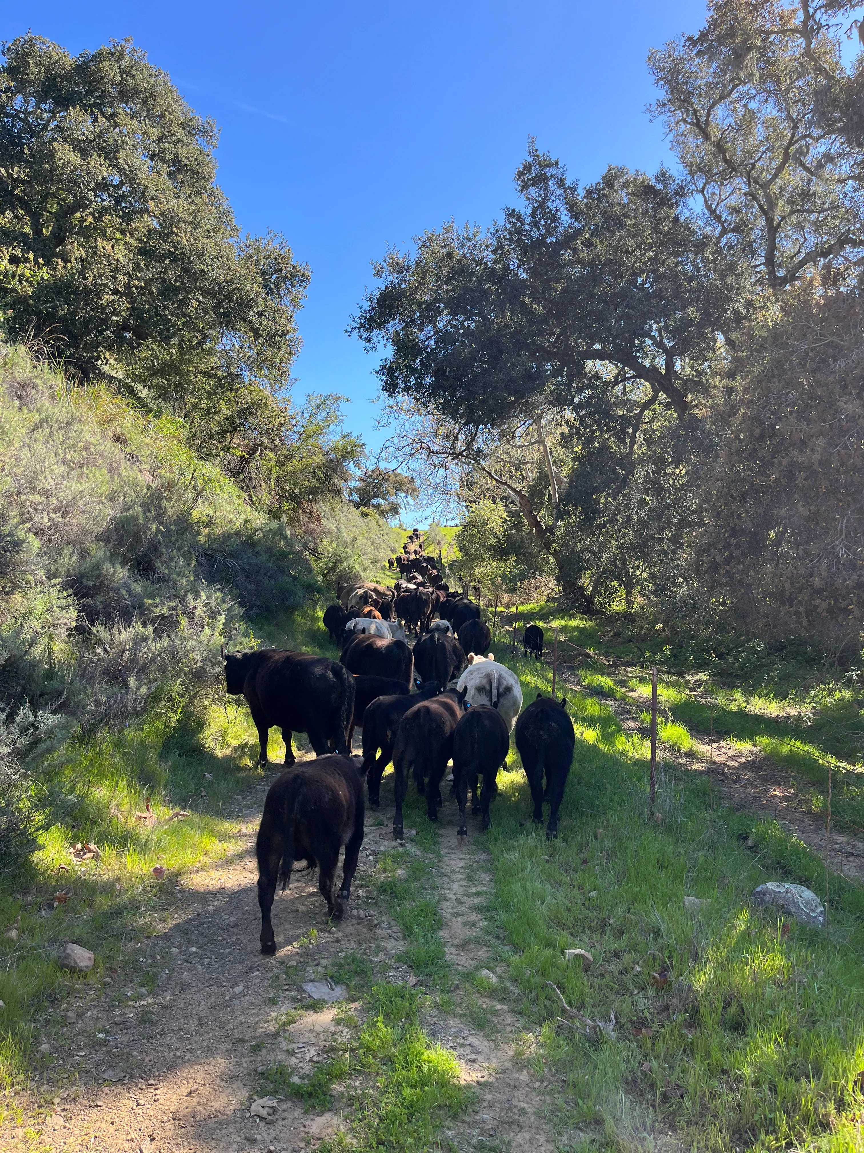 Herd walking path in Gaviota