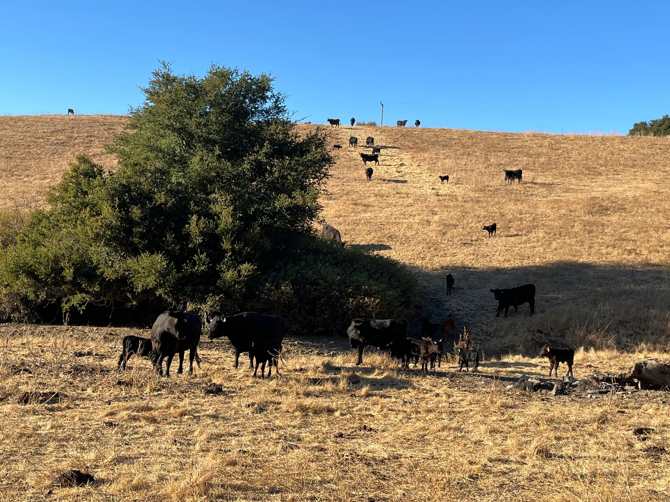 Professional cattle grazing management in Santa Ynez Valley, Lompoc, and Gaviota - Santa Barbara County ranching