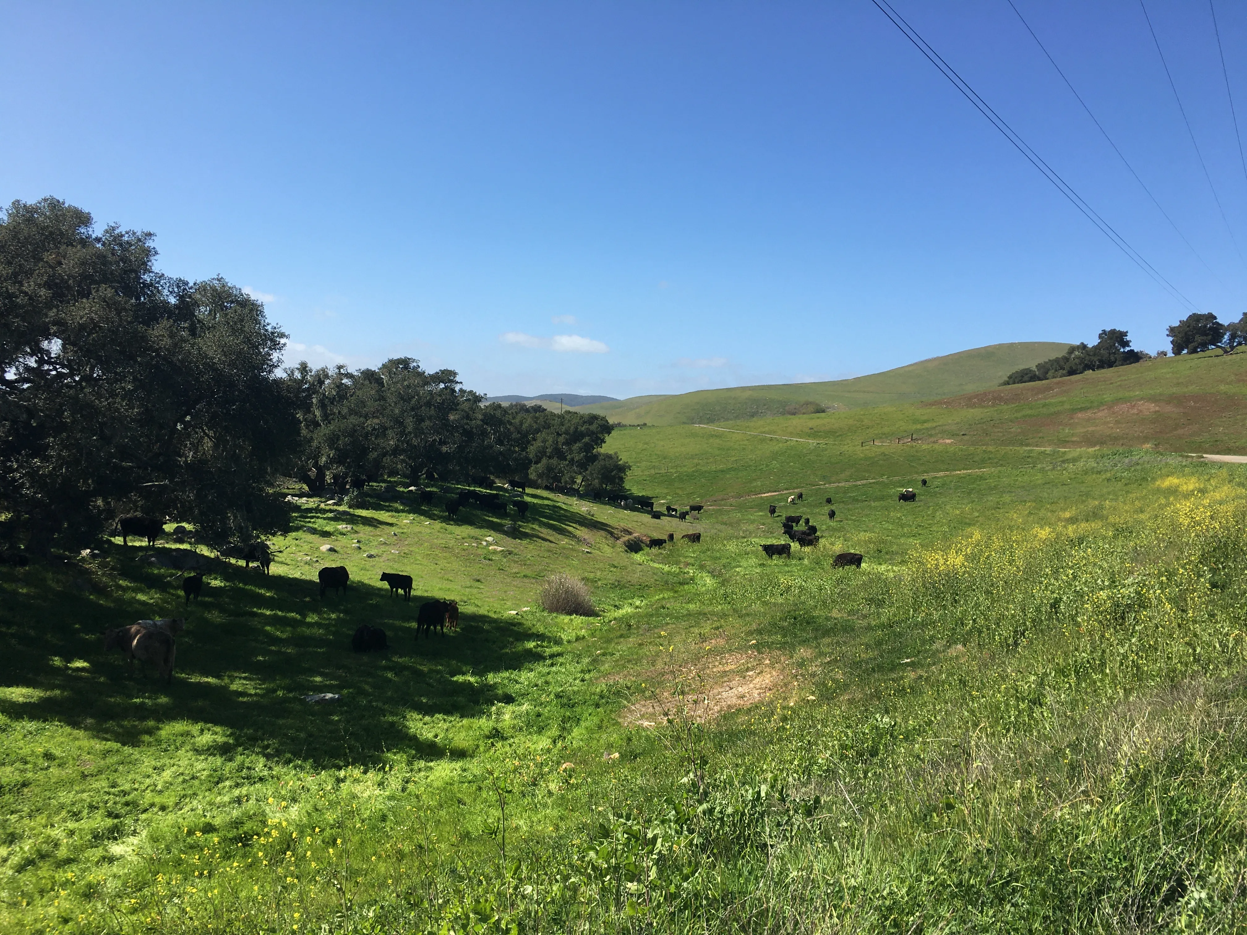 Central Coast ranch landscape with rolling hills and oak trees
