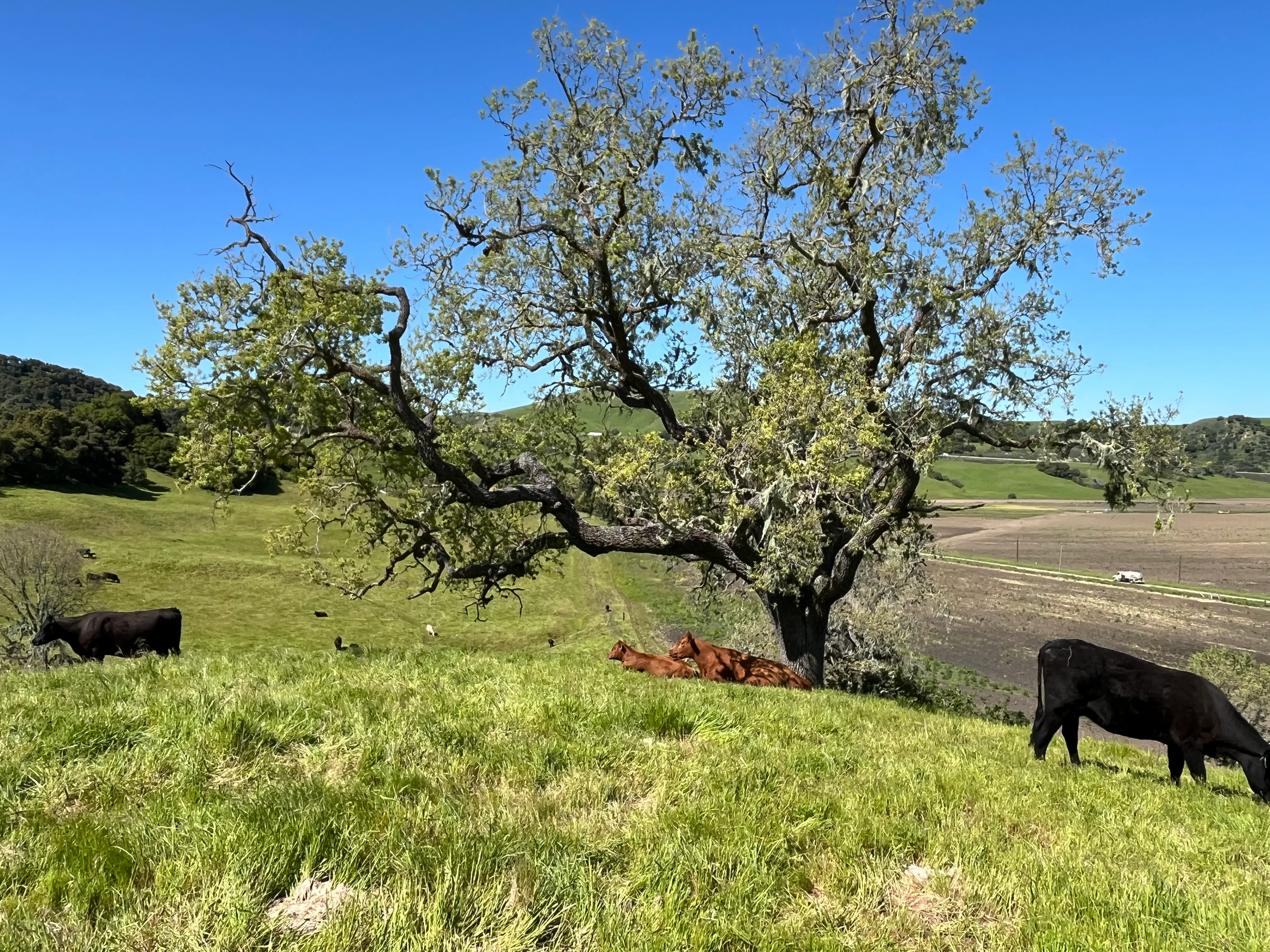 Vineyard and pasture land in Santa Barbara County wine country