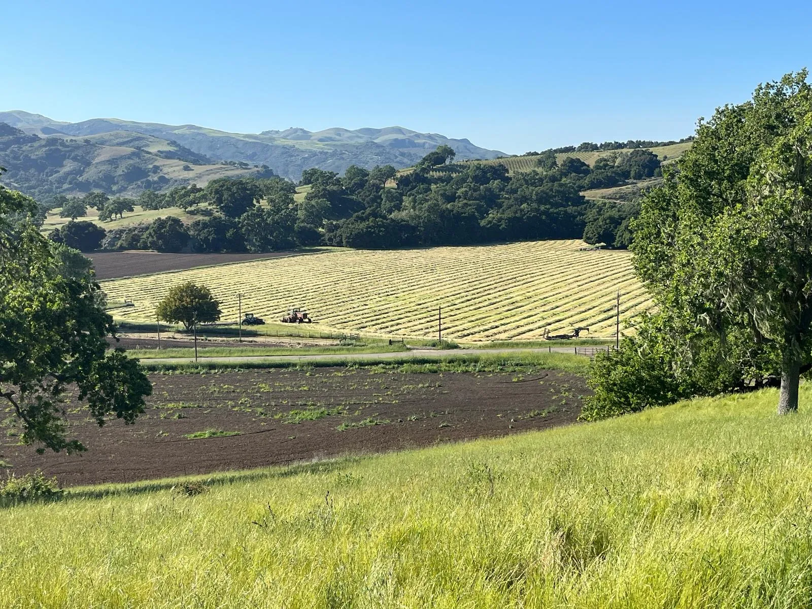 Viticulture valley with vineyard rows in Lompoc